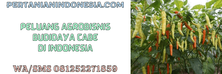 peluang,agrobisnis,agribisnis,budidaya,cabai,budidaya cabe,pertanian indonesia